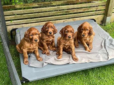 Straddles Irish Setter V-Wurf
