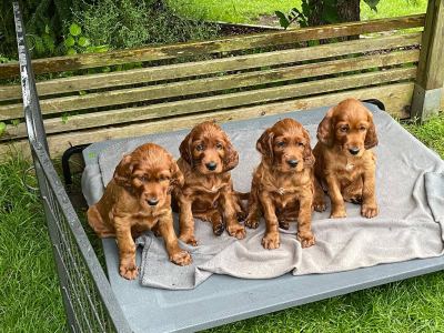 Straddles Irish Setter V-Wurf