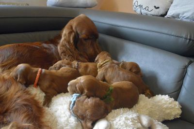 Straddles Irish Setter W-Wurf