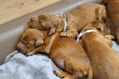 Straddles Irish Setter W-Wurf