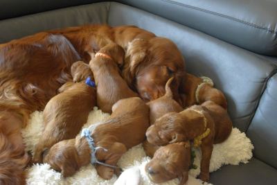 Straddles Irish Setter W-Wurf