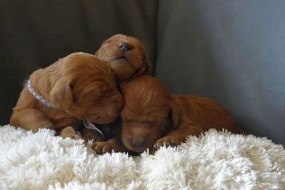 Straddles Irish Setter W-Wurf