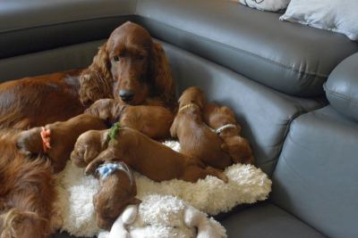 Straddles Irish Setter W-Wurf