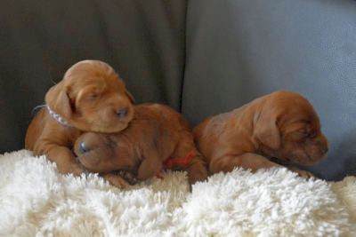 Straddles Irish Setter W-Wurf