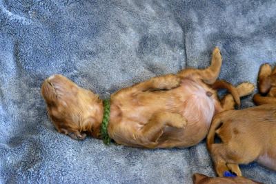 Straddles Irish Setter W-Wurf