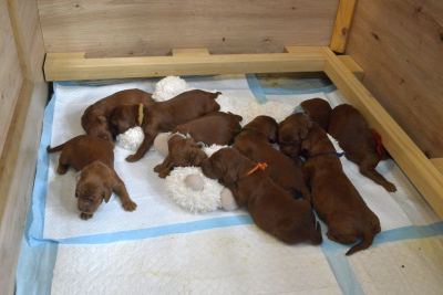 Straddles Irish Setter W-Wurf