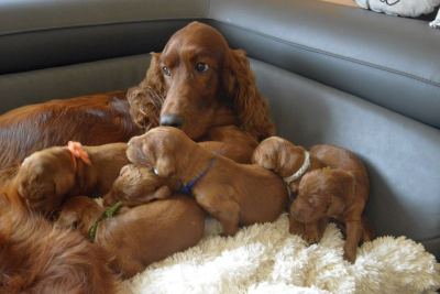 Straddles Irish Setter W-Wurf