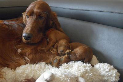 Straddles Irish Setter W-Wurf