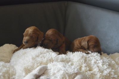 Straddles Irish Setter W-Wurf
