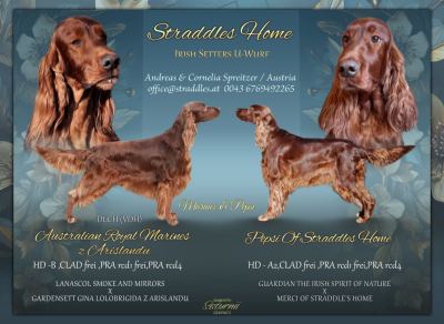 Straddles Irish Setter U-Wurf