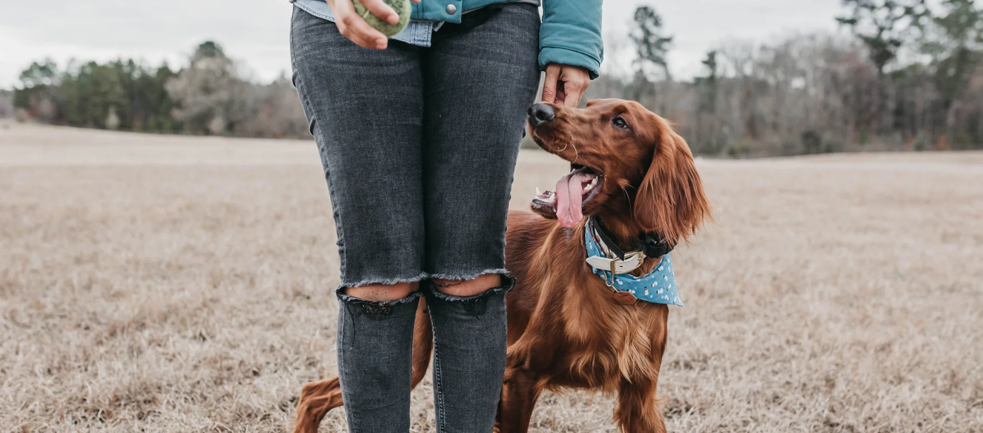 Gordon & Irish Setter Zuchtstätte Straddles