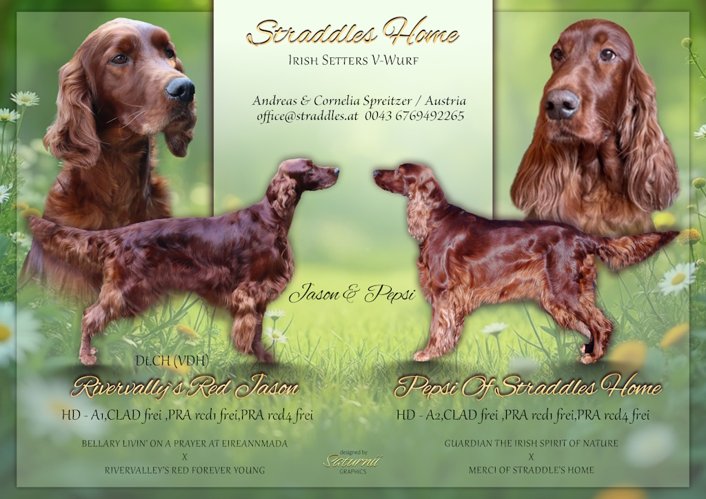 Irish Setters V-Wurf - Jason & Pepsi