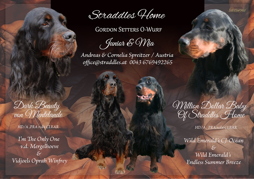Gordon Setters O-Wurf - Junior & Mia