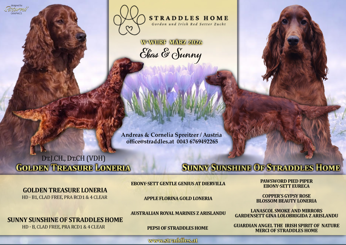 Irish Setters W-Wurf ist da! - Elias & Sunny