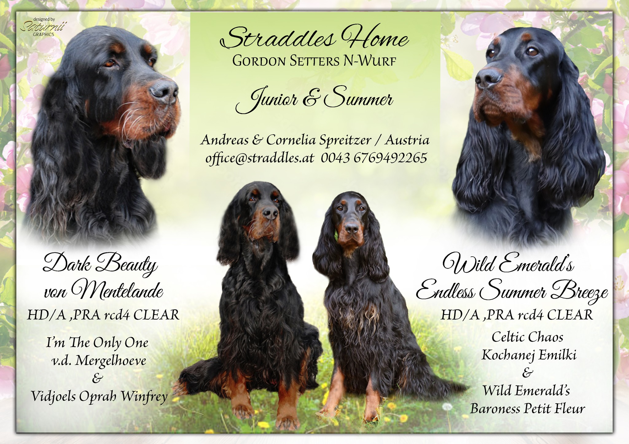 Straddles Gordon Setters N-Wurf