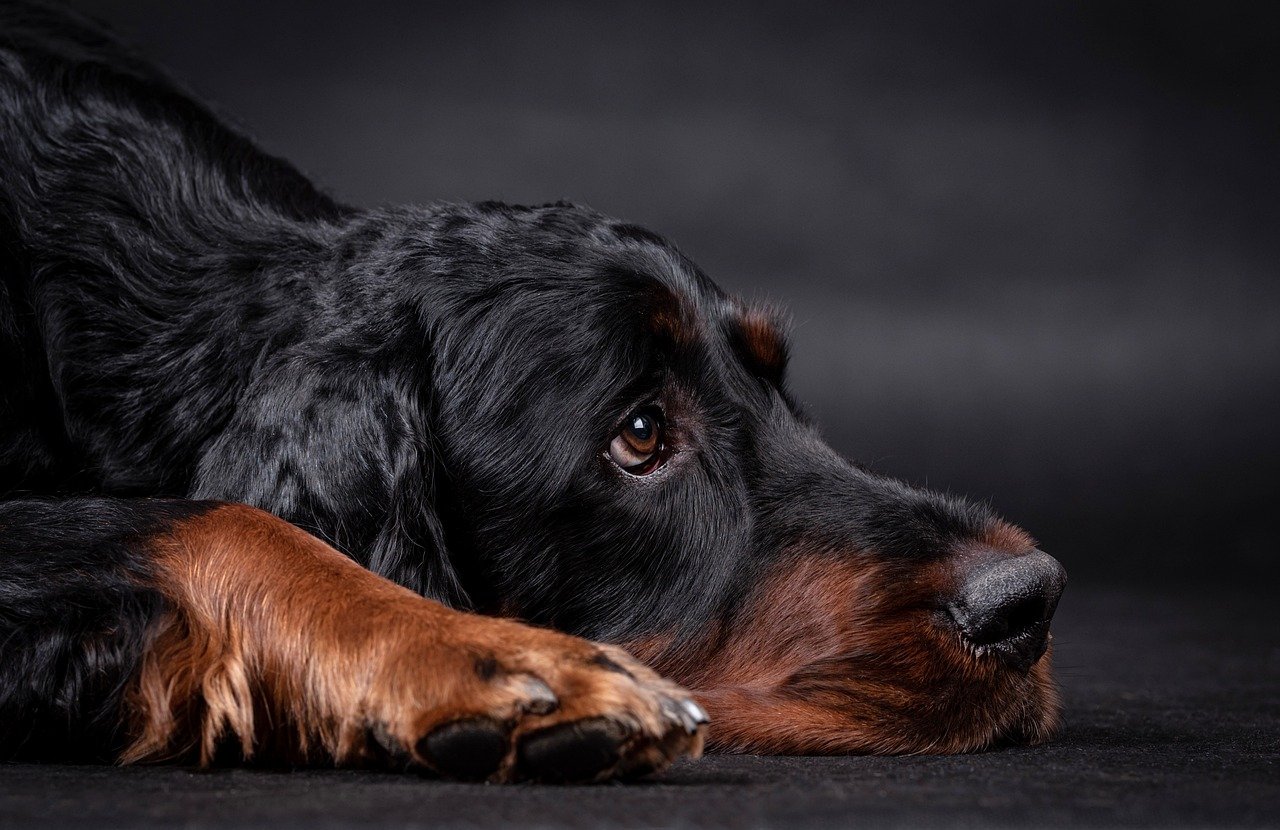 Straddles Gordon Setter