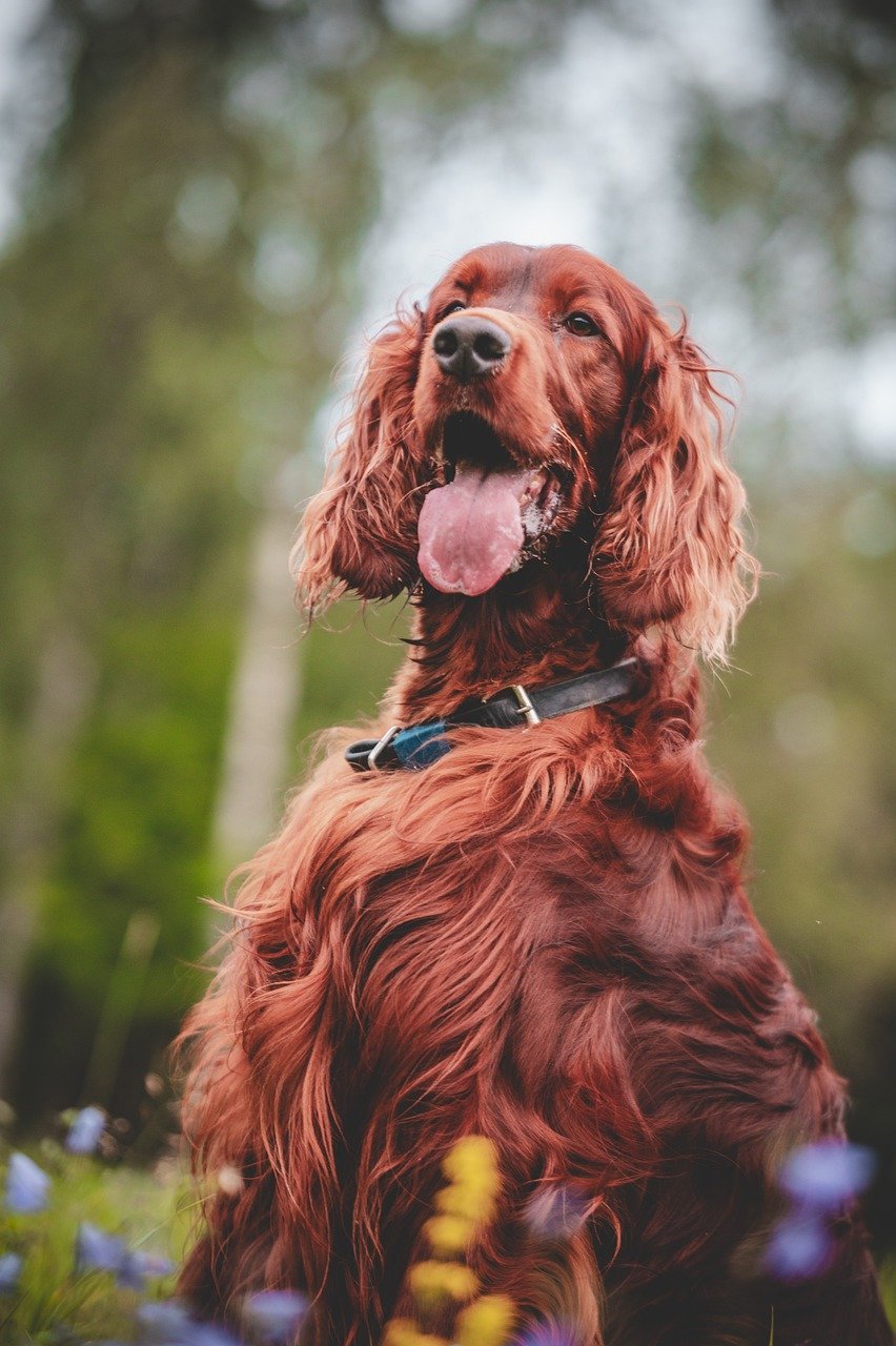 Straddles Irish Setter
